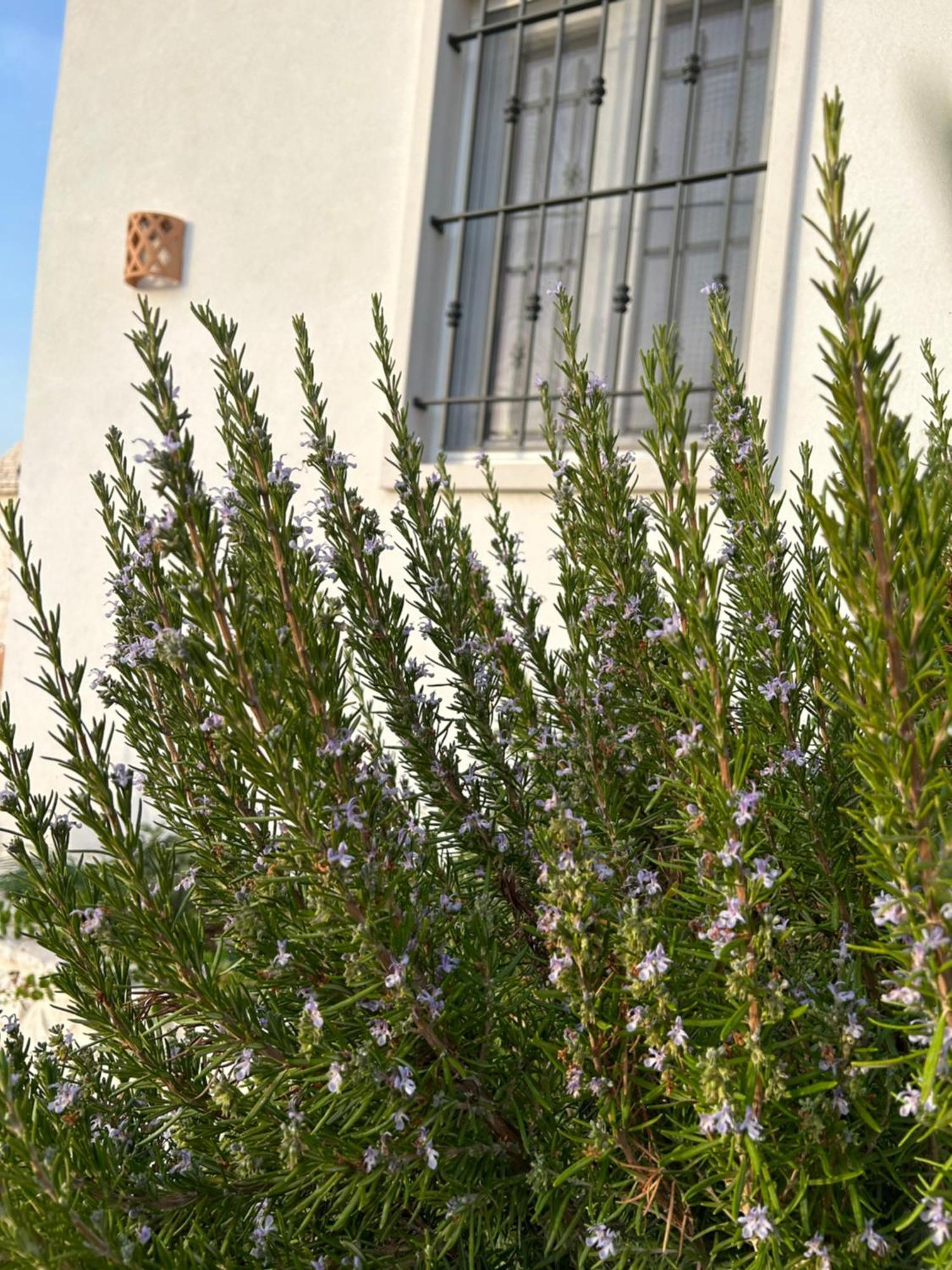 Trulli Enjoy Villa Noci Bagian luar foto
